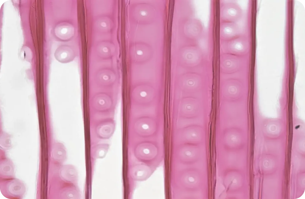 In Vitro Mammalian Chromosome Aberration Test