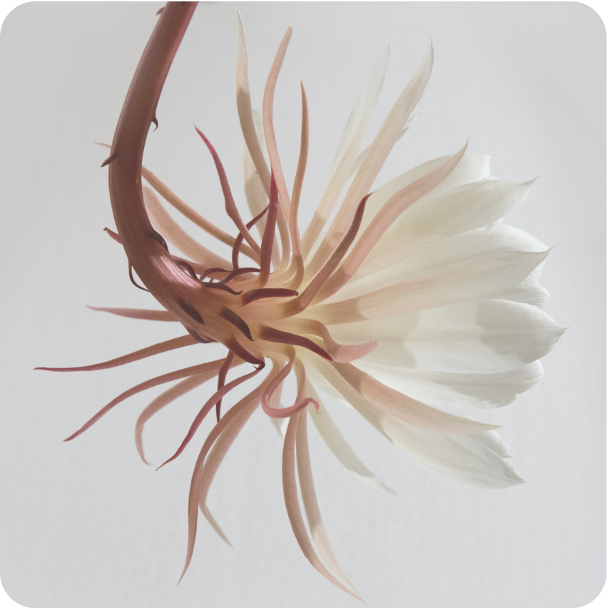 Natural Extracts and Botanicals